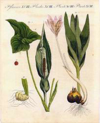 PlantesXCIII.jpg