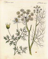PlantesXLVI.jpg