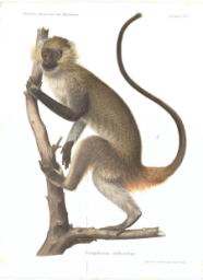ceropithecus.jpg